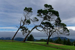 Huge Trees On Golf Course Wallpaper