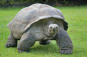 Huge Turtle On Green Grass Wallpaper