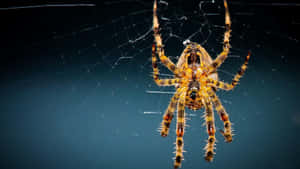 Huge Yellow Spider Wallpaper