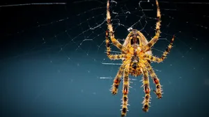 Huge Yellow Spider Wallpaper