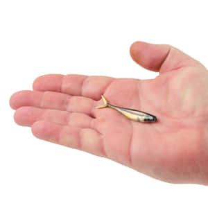 Human Hand Holding Fathead Minnow Wallpaper