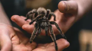 Human Handled Tarantula Wallpaper