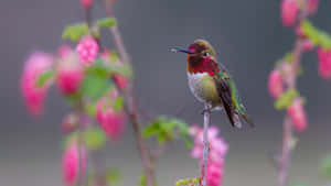Hummingbird Among Pink Flowers Wallpaper
