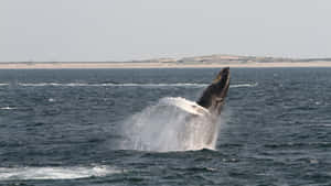 Humpback Whale Breaching Near Shoreline Wallpaper