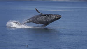 Humpback Whale Breaching Wallpaper