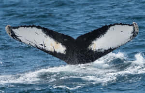 Humpback Whale Tail Fluke Emerging Wallpaper