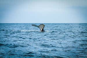 Humpback_ Whale_ Tail_ Fluking_ Ocean Wallpaper