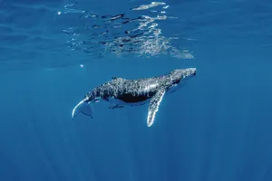 Humpback Whale Underwater Serenity Wallpaper