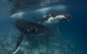 Humpback Whales Underwater Wallpaper