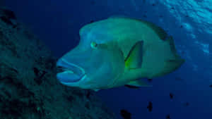 Humphead Wrasse In Blue Waters Wallpaper