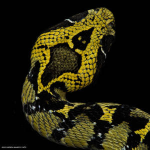 Hunan China Mountain Viper Discovery Wallpaper