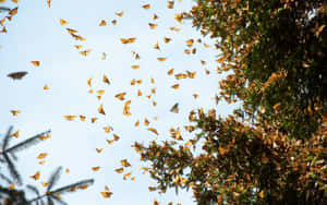 Hundreds Of Colorful Butterflies Fly Across The Sky In Beautiful Aerial Migration Wallpaper