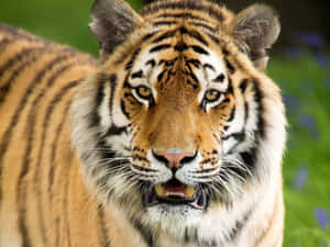 Hungry Overt Tiger Wallpaper