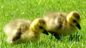 Hunting Baby Ducks Wallpaper