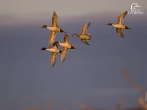 Hunting The Prize Wallpaper