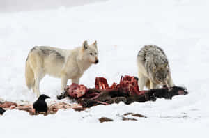 Hunting Wolves In The Wild Wallpaper