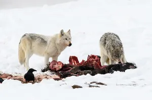 Hunting Wolves In The Wild Wallpaper