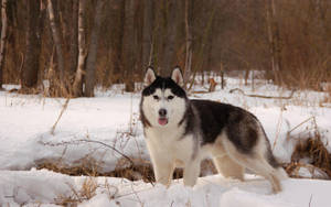 Husky In Snow Bare Trees Wallpaper