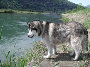 Husky Looking At Lake Wallpaper