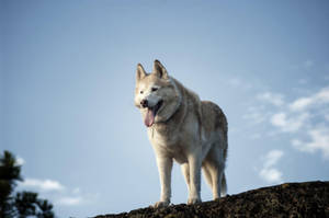 Husky On Top Wallpaper