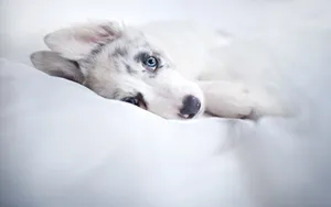 Husky Puppy On White Bed Wallpaper