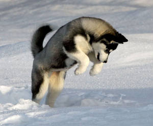 Husky Puppy Playing In Snow Wallpaper