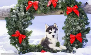 Husky Puppy With Wreath Wallpaper