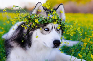 Husky_with_ Floral_ Crown.jpg Wallpaper