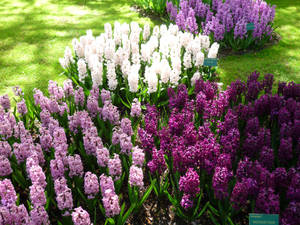 Hyacinth Flower Garden Patches Wallpaper