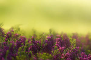 Hyacinth Flowers On Foggy Field Wallpaper