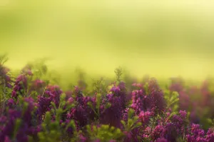 Hyacinth Flowers On Foggy Field Wallpaper