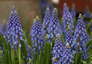 Hyacinth Flowers On Gloomy Day Wallpaper