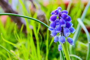 Hyacinth In The Wild Wallpaper