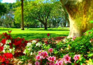 Hyde Park Sydney Floral Beauty Wallpaper