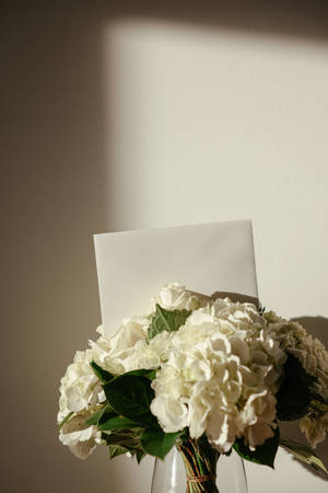 Hydrangea White Flowers Wallpaper