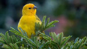 Hypnotic Beauty Of The Yellow Warbler Wallpaper