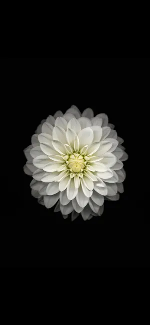 I O S 18 Elegant Flower Wallpaper Wallpaper