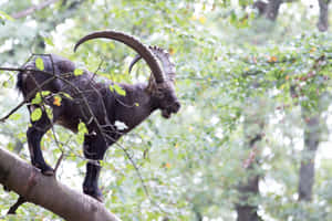 Ibex Balancingon Tree Branch Wallpaper