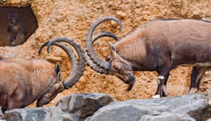 Ibex Duo With Impressive Horns Wallpaper