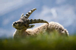 Ibex Gazing Into Distance.jpg Wallpaper