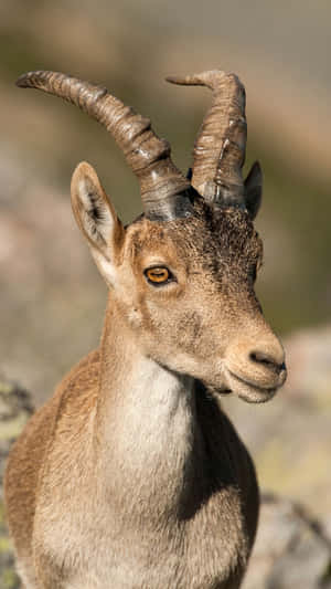 Ibex Portraitin Natural Habitat.jpg Wallpaper