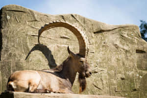 Ibex Restingon Rock Formation Wallpaper