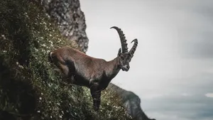 Ibexon Mountain Ledge Wallpaper