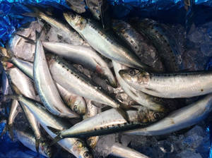 Iced Fish Sardines Wallpaper