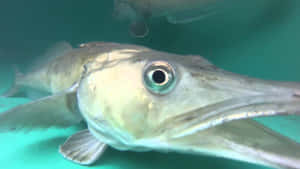 Icefish Swimming Gracefully In The Deep, Icy Waters Wallpaper