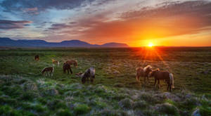 Iceland Green Pasture Wallpaper