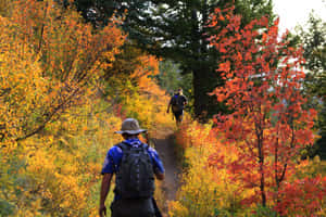 Idyllic Fall Hike Wallpaper