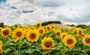 Idyllic Flowered Landscape At Sunrise Wallpaper