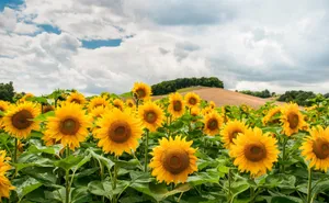 Idyllic Flowered Landscape At Sunrise Wallpaper