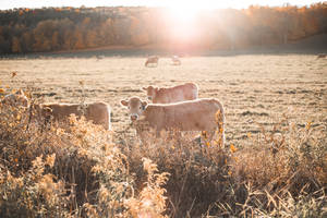 Idyllic Scene Of Herd Of Cows At Sunrise Wallpaper